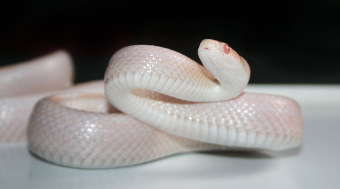 majsorm vit albino